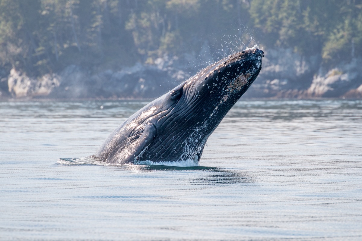Experience the Grey Whale Migration in Tofino