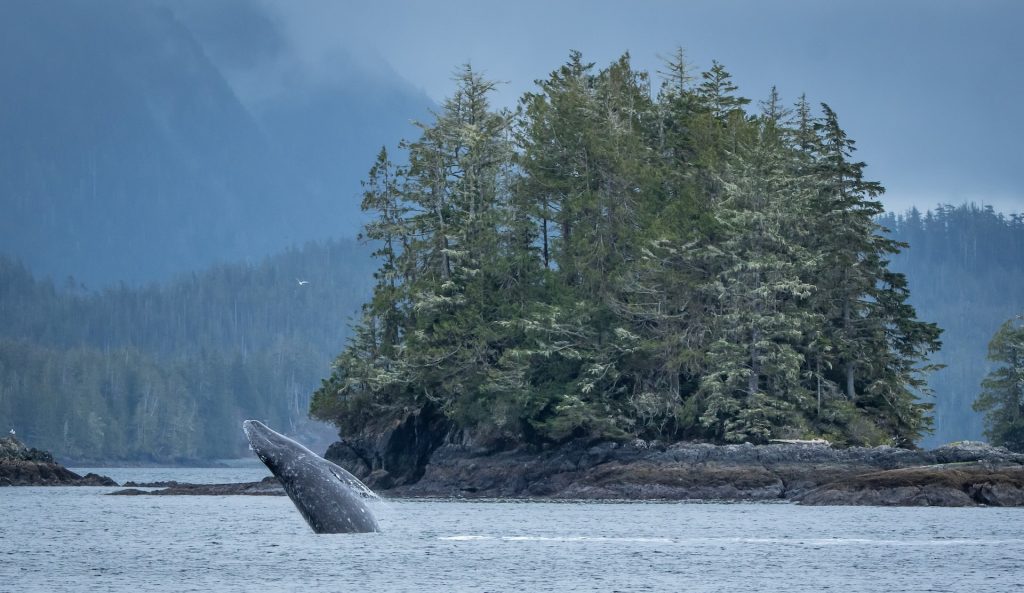 Tofino BC