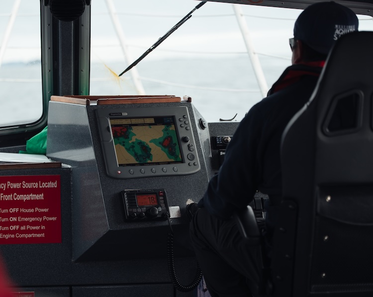 whale watching tofino