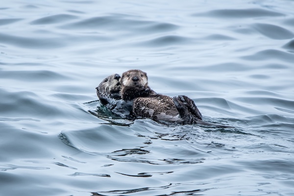 Sheltered Water Eco Tour - West Coast Aquatic Safaris