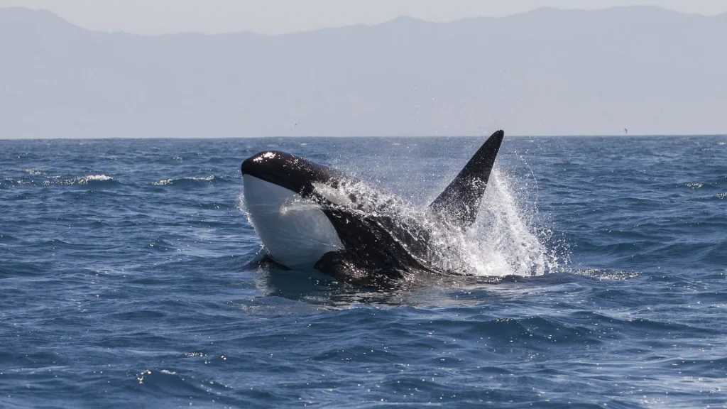 Whale surfacing in the ocean with water splashing around it.