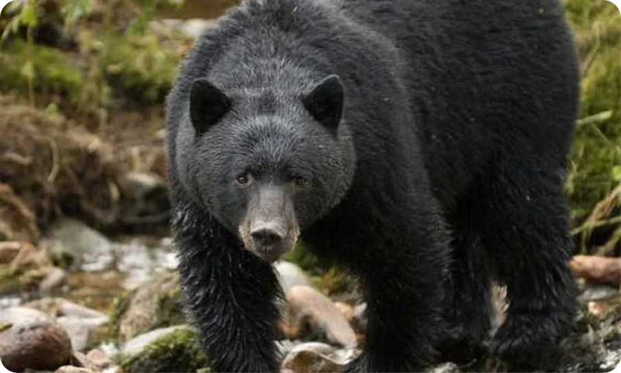 Black bear walking along a rocky stream.