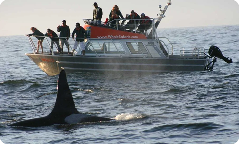Tourists on a whale-watching boat observing an orca surfacing
