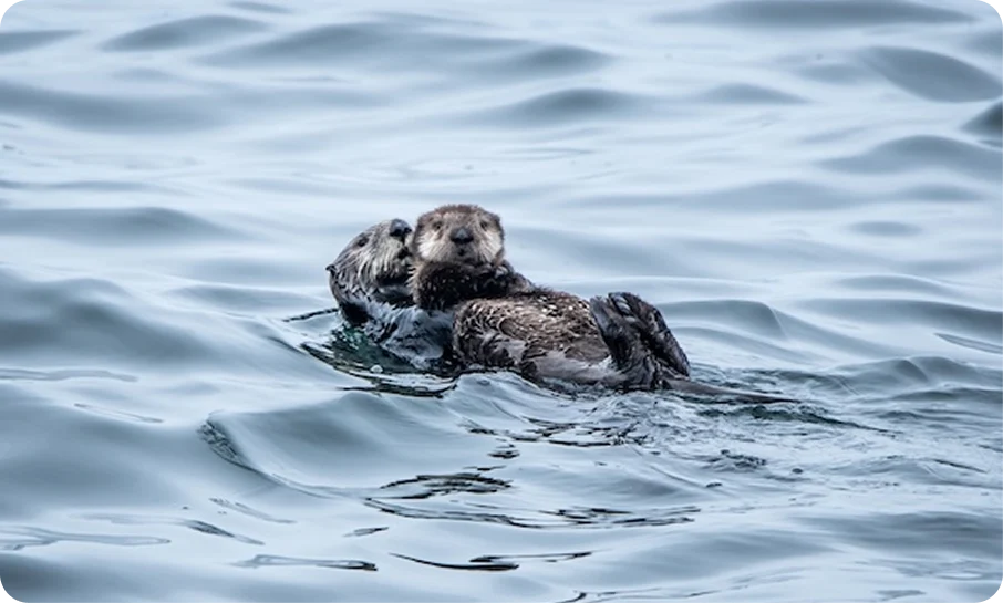 Two sea otters floating together in the ocean