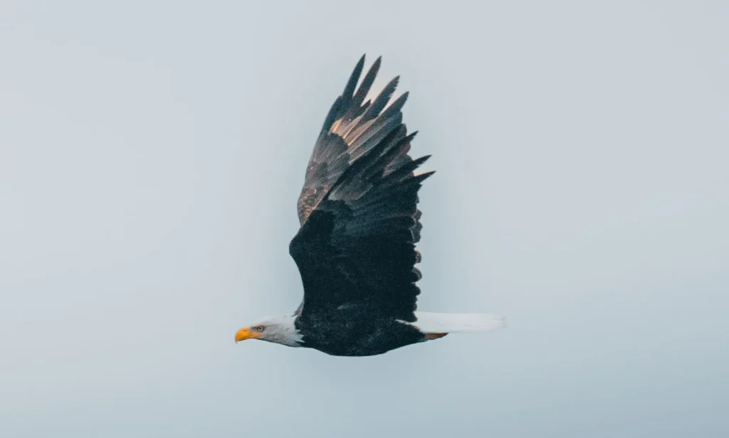 Bald eagle flying against a clear sky.