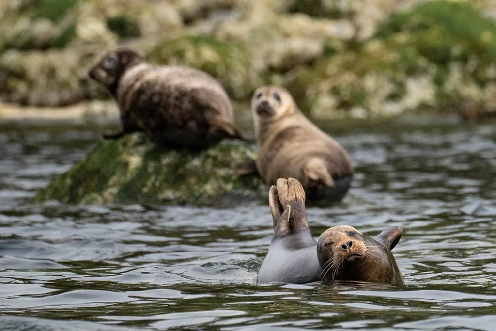 Harbor seals swim and rest near rocky shoreline waters during a family-friendly boat tour in Tofino.