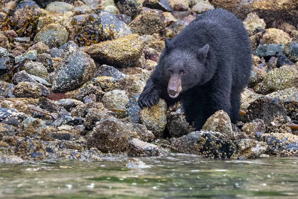 Black bear foraging on a rocky shoreline.