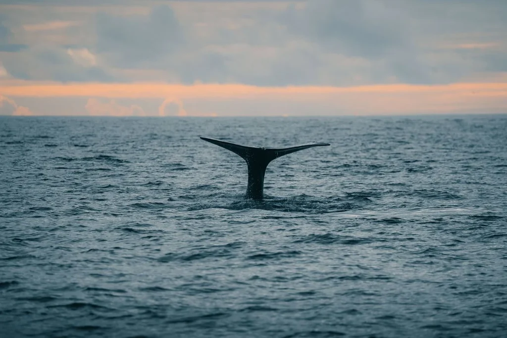whale watching vancouver
